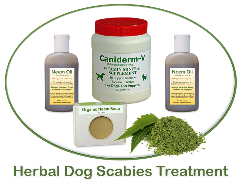 dog scabies treatment